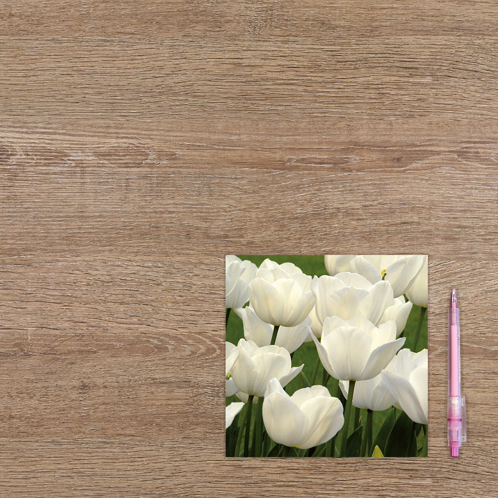 Witte tulpen