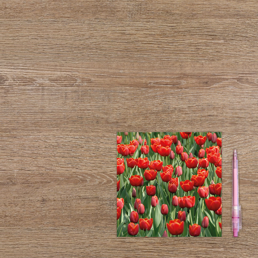 Rode tulpen