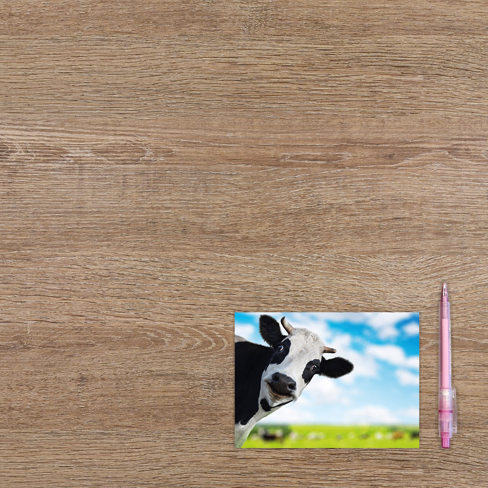 Postcard Koe - 10 stuks