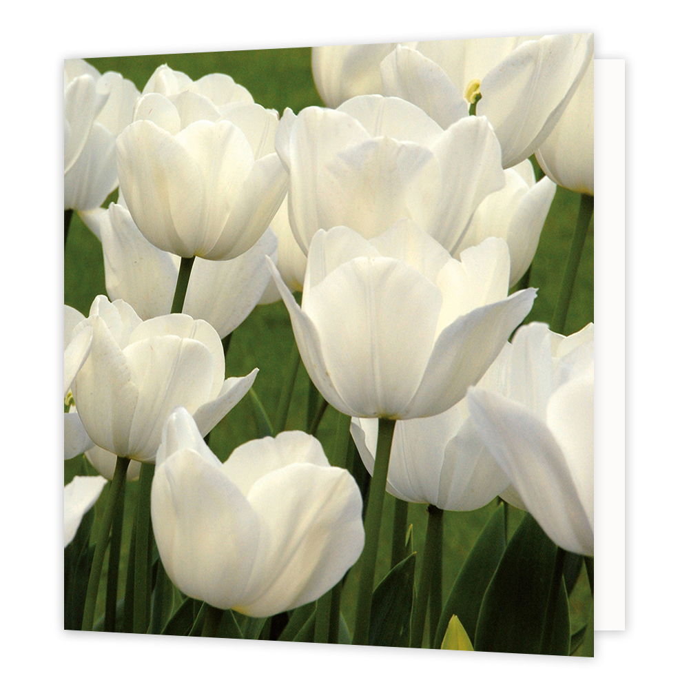 Witte tulpen - Formaat: Groot - Vorm: Vierkant - Blanco kaart - Op deze wenskaart staat een foto van witte tulpen. - Snelwenskaart