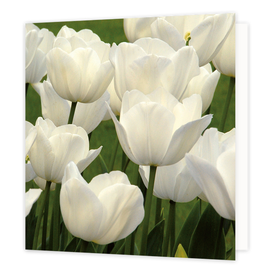 Witte tulpen - Formaat: Groot - Vorm: Vierkant - Blanco kaart - Op deze wenskaart staat een foto van witte tulpen. - Snelwenskaart