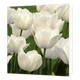 Witte tulpen - Formaat: Groot - Vorm: Vierkant - Blanco kaart - Op deze wenskaart staat een foto van witte tulpen. - Snelwenskaart