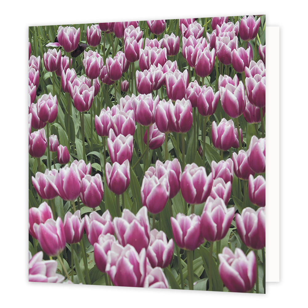 Paarse tulpen - Formaat: Groot - Vorm: Vierkant - Blanco kaart - Op deze wenskaart staat een foto van een veld paarse tulpen. - Snelwenskaart
