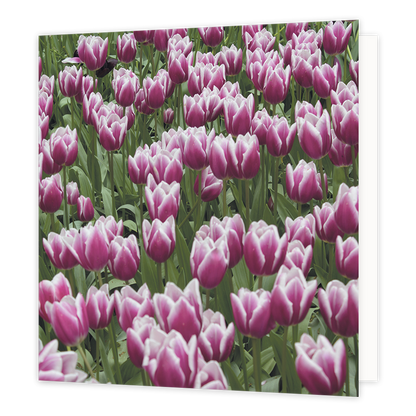 Paarse tulpen - Formaat: Groot - Vorm: Vierkant - Blanco kaart - Op deze wenskaart staat een foto van een veld paarse tulpen. - Snelwenskaart