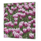 Paarse tulpen - Formaat: Groot - Vorm: Vierkant - Blanco kaart - Op deze wenskaart staat een foto van een veld paarse tulpen. - Snelwenskaart