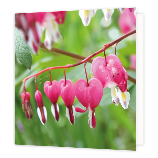 Roze dicentra - Formaat: Groot - Vorm: Vierkant - Blanco kaart - Op deze wenskaart staat een foto van een roze Dicentra. - Snelwenskaart