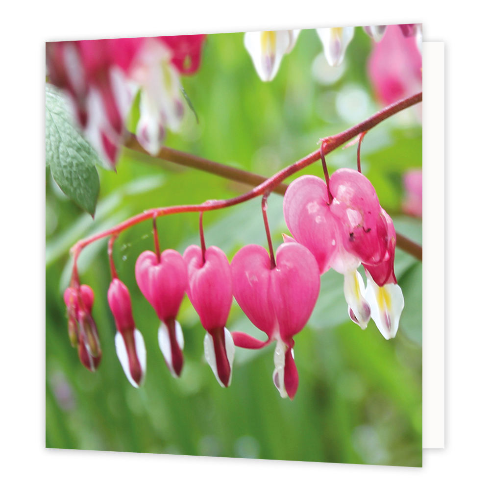 Roze dicentra