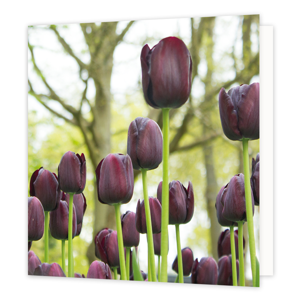 Tulpen