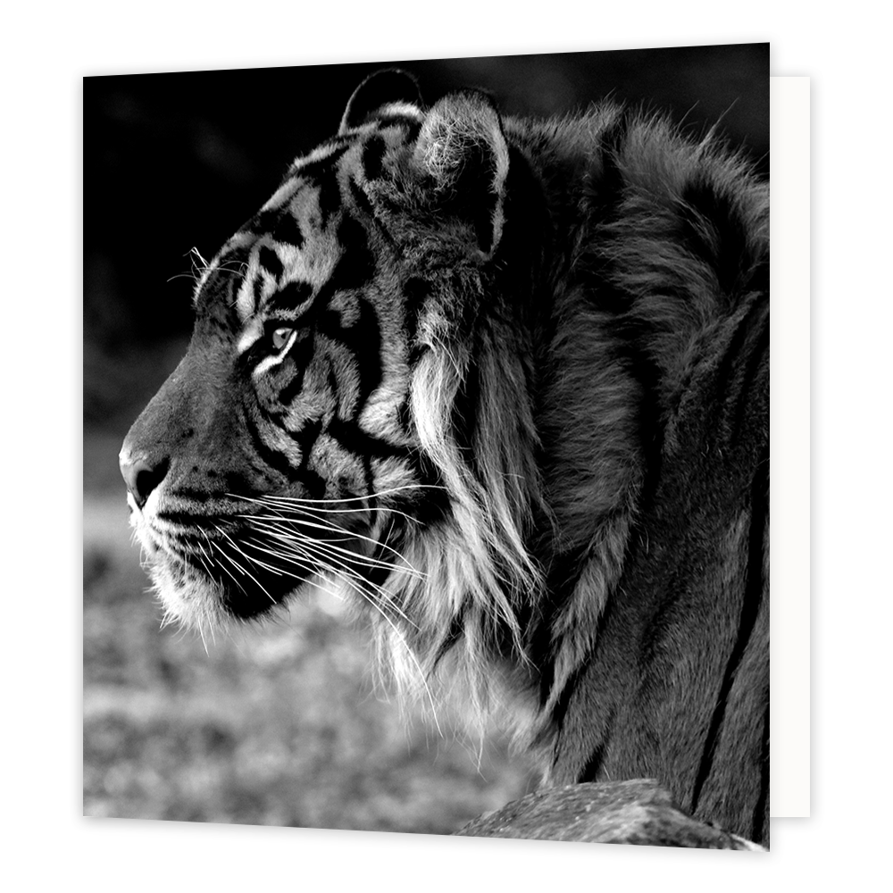 Tijger - Formaat: Groot - Vorm: Vierkant - Blanco kaart - Op deze wenskaart staat een zwart/wit foto van een tijger. - Snelwenskaart
