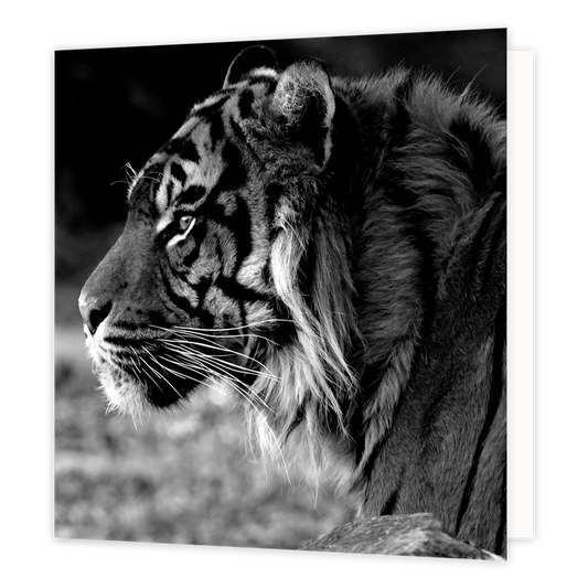 Tijger - Formaat: Groot - Vorm: Vierkant - Blanco kaart - Op deze wenskaart staat een zwart/wit foto van een tijger. - Snelwenskaart