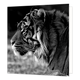 Tijger - Formaat: Groot - Vorm: Vierkant - Blanco kaart - Op deze wenskaart staat een zwart/wit foto van een tijger. - Snelwenskaart