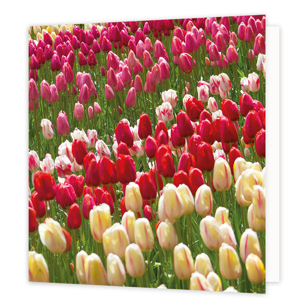 Tulpen - Formaat: Groot - Vorm: Vierkant - Blanco kaart - Op deze wenskaart staat een foto van een veld tulpen. - Snelwenskaart