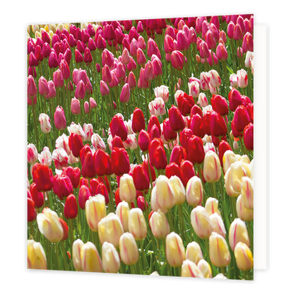 Tulpen - Formaat: Groot - Vorm: Vierkant - Blanco kaart - Op deze wenskaart staat een foto van een veld tulpen. - Snelwenskaart