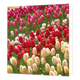 Tulpen - Formaat: Groot - Vorm: Vierkant - Blanco kaart - Op deze wenskaart staat een foto van een veld tulpen. - Snelwenskaart