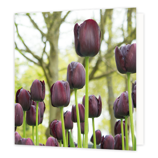 Tulpen - Formaat: Groot - Vorm: Vierkant - Blanco kaart - Op deze wenskaart staat een foto van donkerkleurige tulpen. - Snelwenskaart