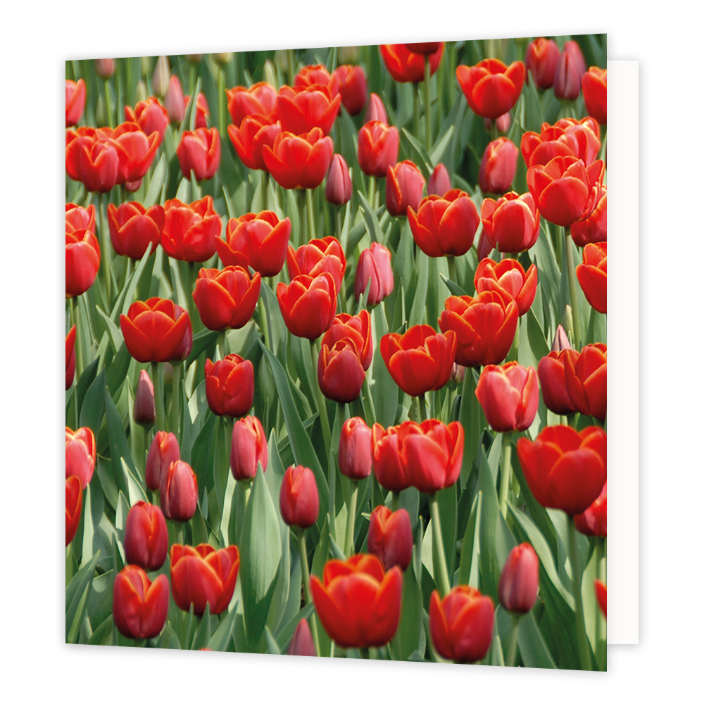 Rode tulpen - Formaat: Groot - Vorm: Vierkant - Blanco kaart - Op deze wenskaart staat een veld rode tulpen. - Snelwenskaart
