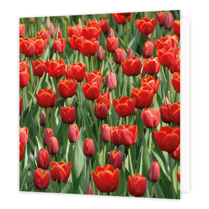 Rode tulpen - Formaat: Groot - Vorm: Vierkant - Blanco kaart - Op deze wenskaart staat een veld rode tulpen. - Snelwenskaart