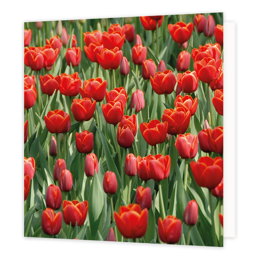 Rode tulpen - Formaat: Groot - Vorm: Vierkant - Blanco kaart - Op deze wenskaart staat een veld rode tulpen. - Snelwenskaart