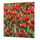 Rode tulpen - Formaat: Groot - Vorm: Vierkant - Blanco kaart - Op deze wenskaart staat een veld rode tulpen. - Snelwenskaart