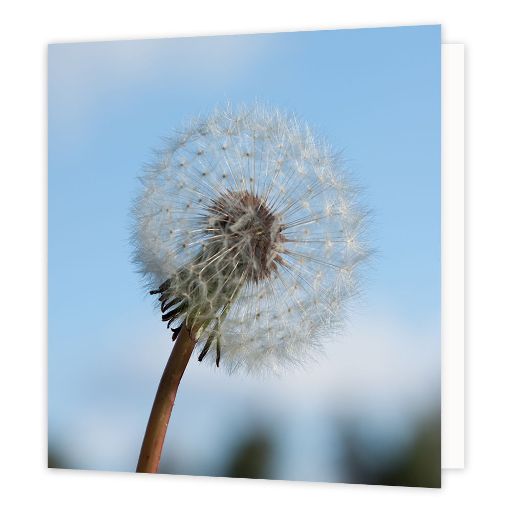 Paardenbloem - Formaat: Groot - Vorm: Vierkant - Blanco kaart - Op deze wenskaart staat een foto van een paardenbloem op een blauwe achtergrond. - Snelwenskaart