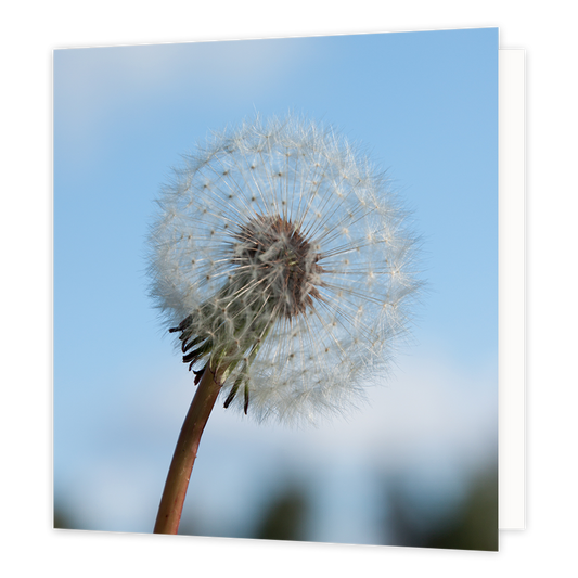Paardenbloem - Formaat: Groot - Vorm: Vierkant - Blanco kaart - Op deze wenskaart staat een foto van een paardenbloem op een blauwe achtergrond. - Snelwenskaart