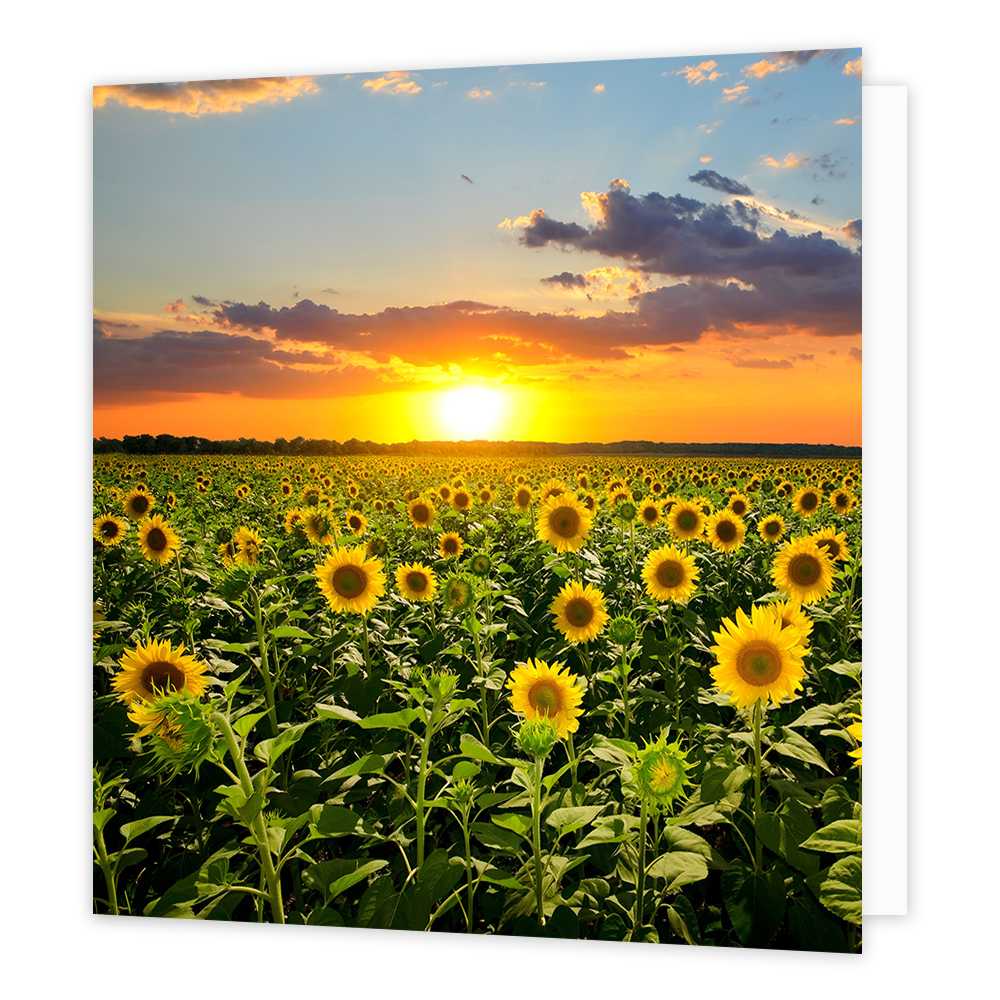 Zonnebloemen - Formaat: Groot - Vorm: Vierkant - Blanco kaart - Op deze wenskaart staat een foto van een veld met zonnebloemen. - Snelwenskaart