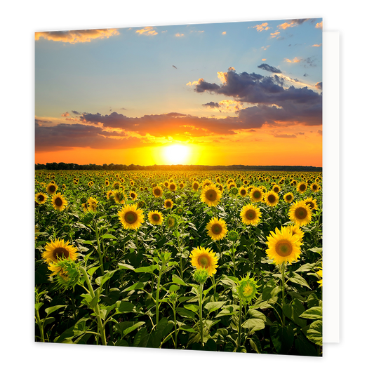 Zonnebloemen - Formaat: Groot - Vorm: Vierkant - Blanco kaart - Op deze wenskaart staat een foto van een veld met zonnebloemen. - Snelwenskaart