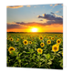 Zonnebloemen - Formaat: Groot - Vorm: Vierkant - Blanco kaart - Op deze wenskaart staat een foto van een veld met zonnebloemen. - Snelwenskaart