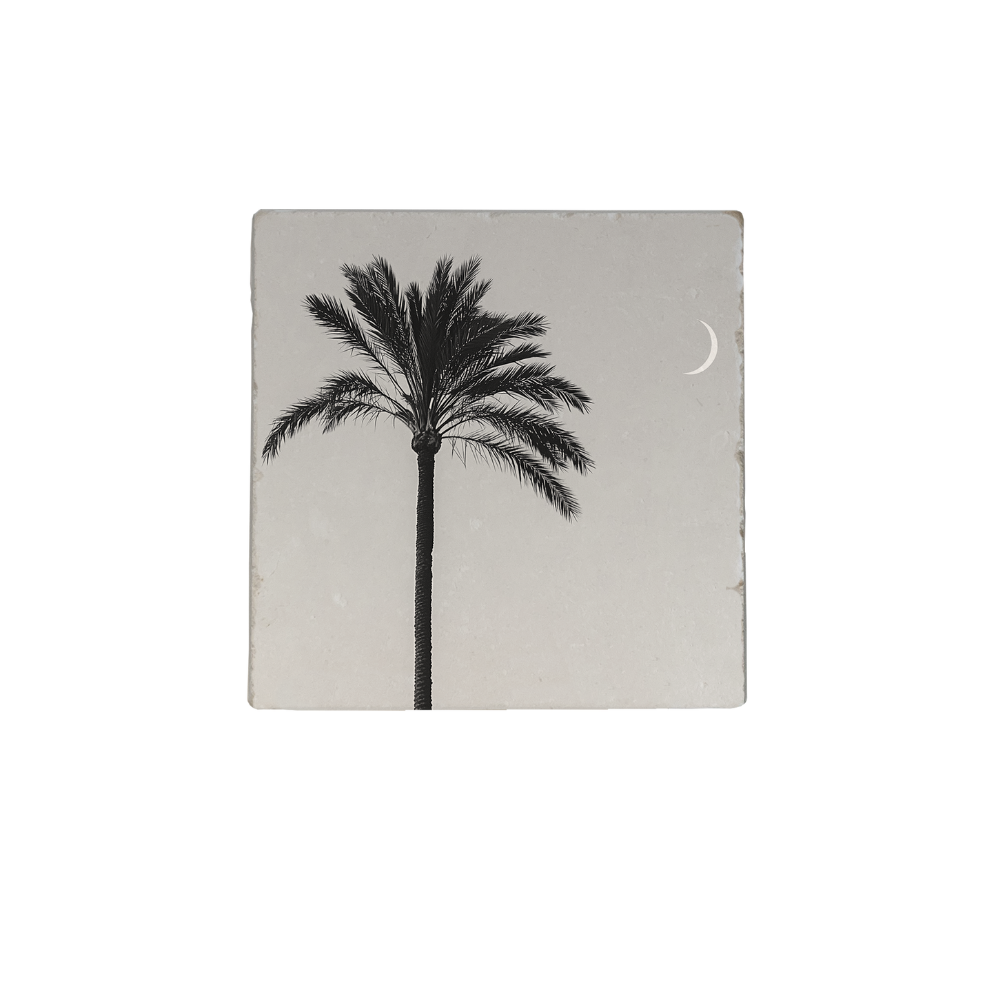 Palmboom