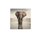Olifant met baby
