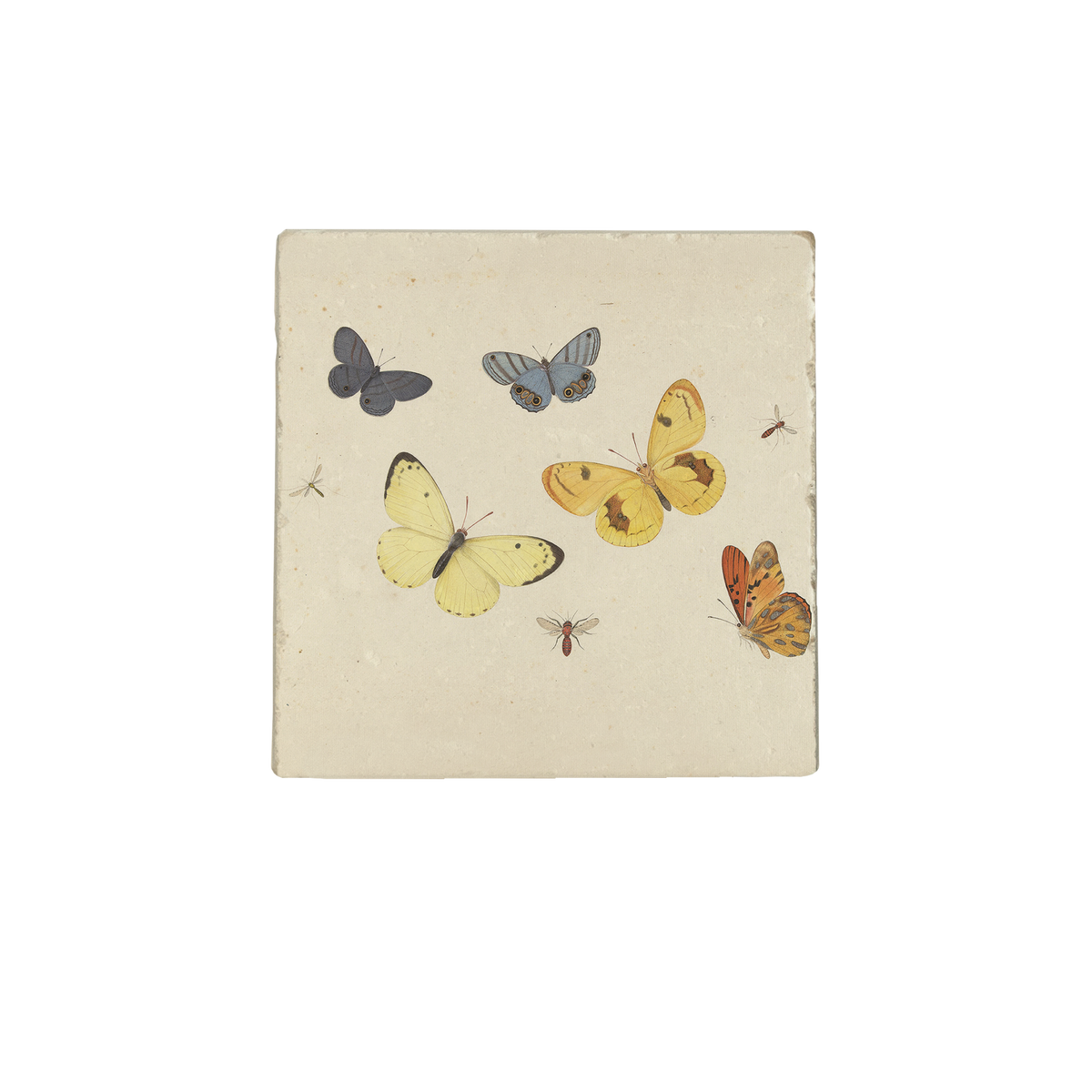 Vlinders en insecten