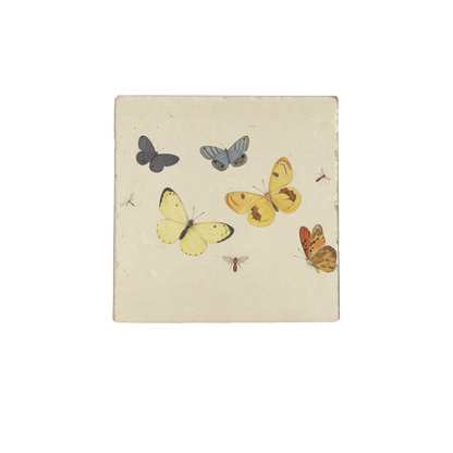 Vlinders en insecten