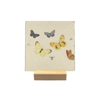 Vlinders en insecten