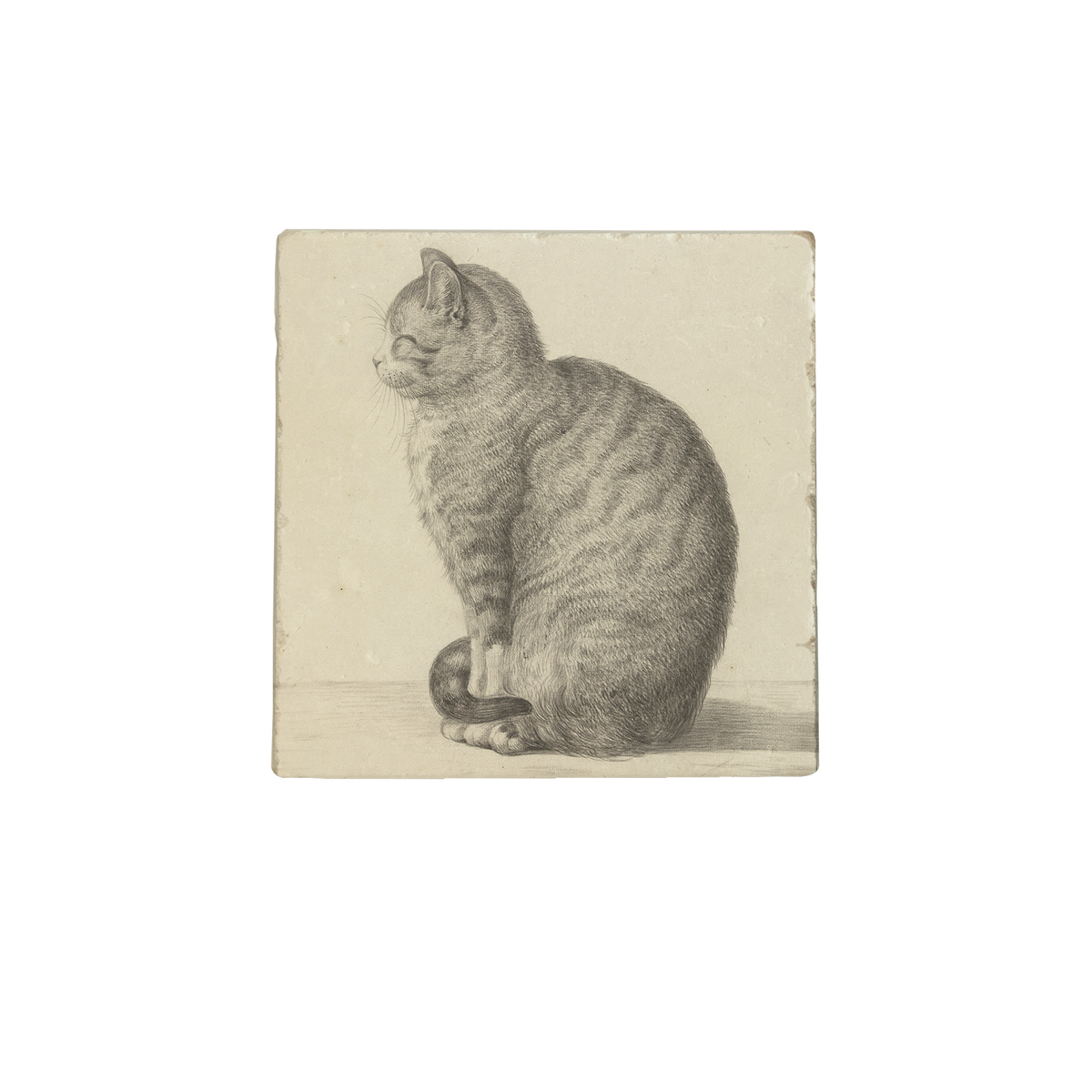 Zittende kat