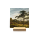 Zonnige bomen