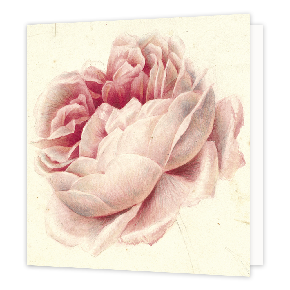 Op deze wenskaart is een zacht roze roos getekend.