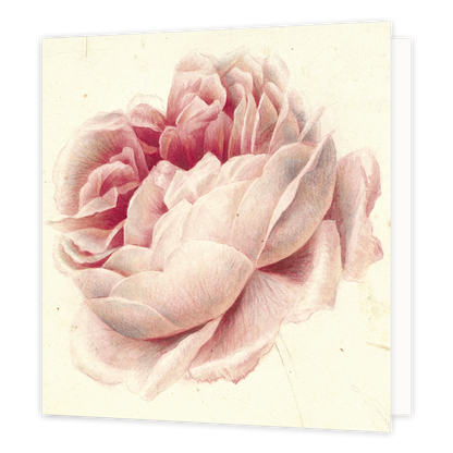 Op deze wenskaart is een zacht roze roos getekend.