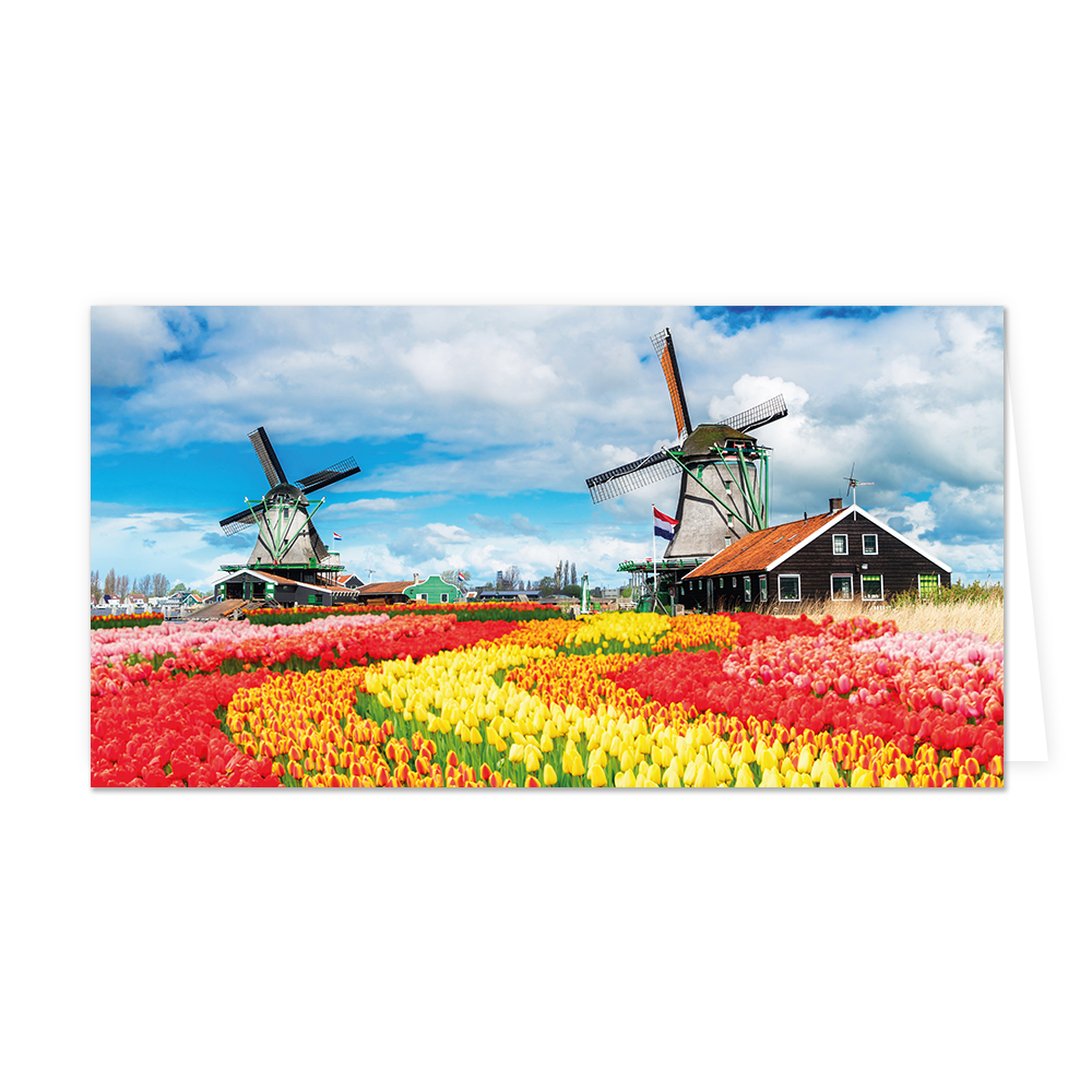Tulpenveld - Formaat: Groot - Vorm: Liggend - Blanco kaart - Op deze wenskaart staat een tulpenveld met molens op de achtergrond. - Snelwenskaart
