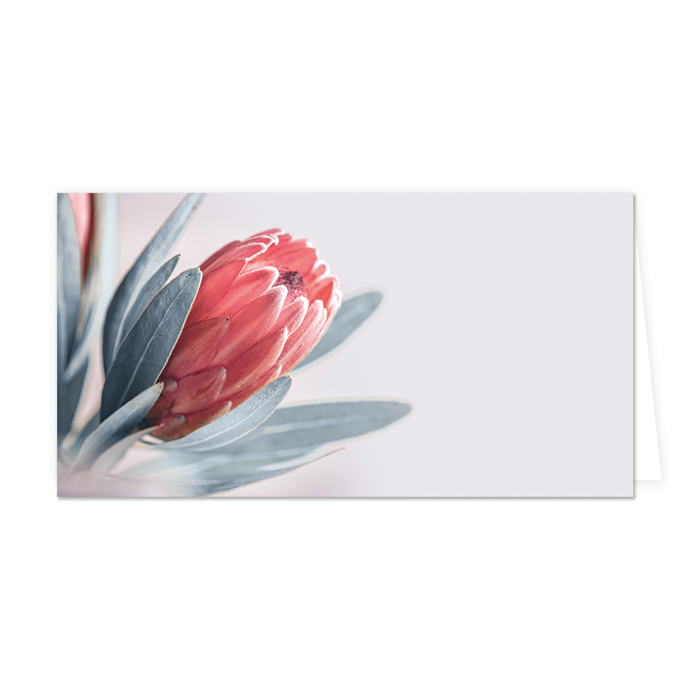 Bloem - Formaat: Groot - Vorm: Liggend - Blanco kaart - Op deze wenskaart staat een rode bloem op een grijze achtergrond. - Snelwenskaart