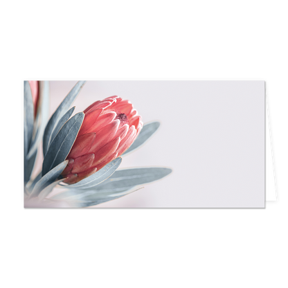 Bloem - Formaat: Groot - Vorm: Liggend - Blanco kaart - Op deze wenskaart staat een rode bloem op een grijze achtergrond. - Snelwenskaart