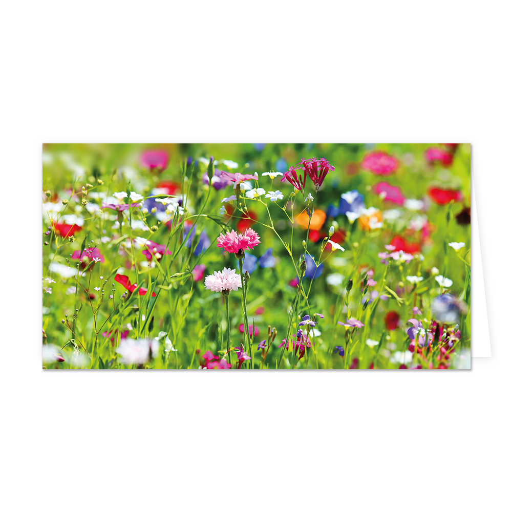 Bloemenveld - Formaat: Groot - Vorm: Liggend - Blanco kaart - Op deze wenskaart staat een bloemenveld met bloemen in de kleuren paars, blauw, roze, rood en wit. - Snelwenskaart