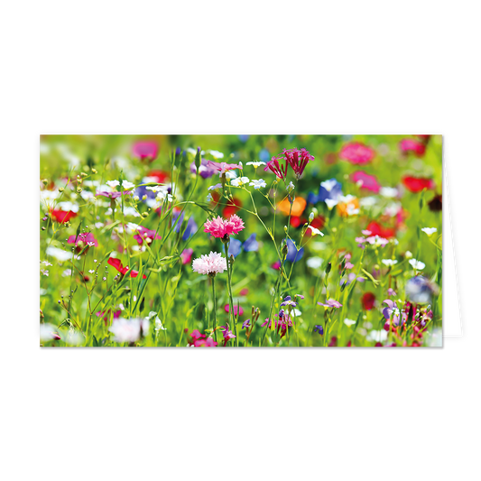 Bloemenveld - Formaat: Groot - Vorm: Liggend - Blanco kaart - Op deze wenskaart staat een bloemenveld met bloemen in de kleuren paars, blauw, roze, rood en wit. - Snelwenskaart
