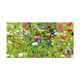 Bloemenveld - Formaat: Groot - Vorm: Liggend - Blanco kaart - Op deze wenskaart staat een bloemenveld met bloemen in de kleuren paars, blauw, roze, rood en wit. - Snelwenskaart