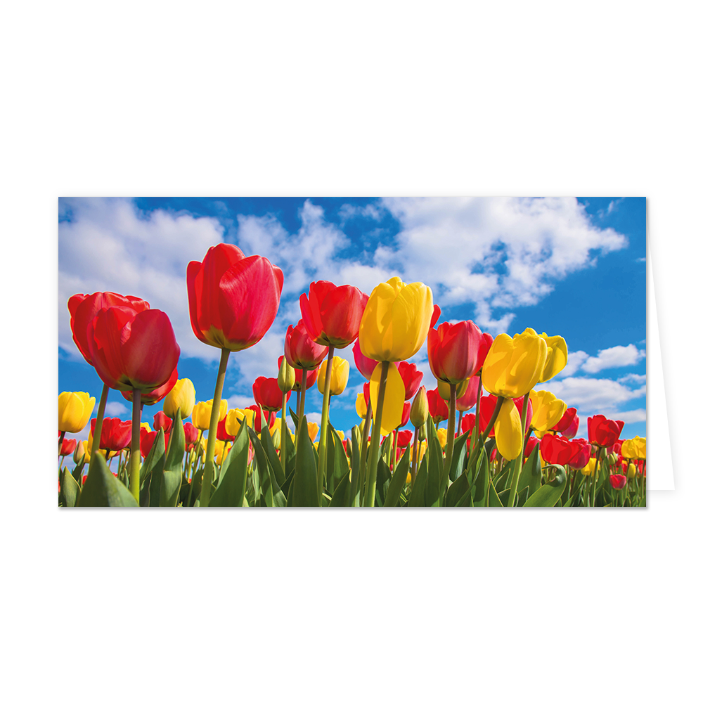 Tulpenveld - Formaat: Groot - Vorm: Liggend - Blanco kaart - Op deze wenskaart staat een tulpenveld met de kleuren rood en geel. - Snelwenskaart