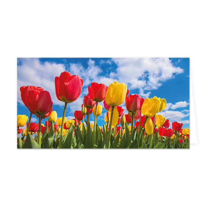 Tulpenveld - Formaat: Groot - Vorm: Liggend - Blanco kaart - Op deze wenskaart staat een tulpenveld met de kleuren rood en geel. - Snelwenskaart