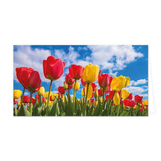 Tulpenveld - Formaat: Groot - Vorm: Liggend - Blanco kaart - Op deze wenskaart staat een tulpenveld met de kleuren rood en geel. - Snelwenskaart