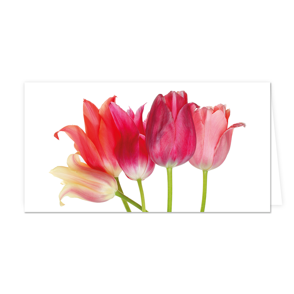 Roze tulpen - Formaat: Groot - Vorm: Liggend - Blanco kaart - Op deze wenskaart staan tulpen in diverse kleuren roze. - Snelwenskaart