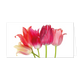 Roze tulpen - Formaat: Groot - Vorm: Liggend - Blanco kaart - Op deze wenskaart staan tulpen in diverse kleuren roze. - Snelwenskaart