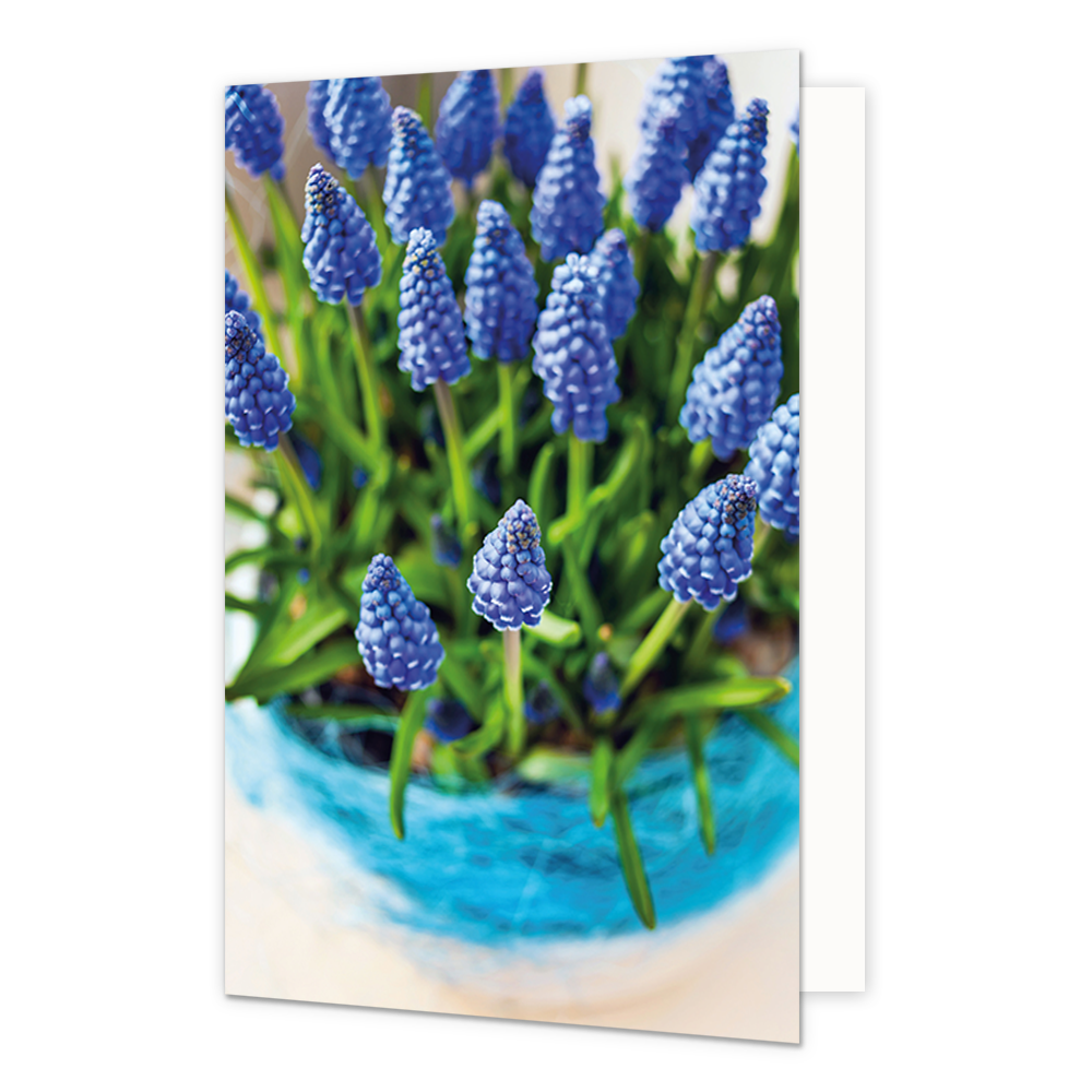 Bloemen - Formaat: Standaard - Vorm: Staand - Blanco kaart - Op deze wenskaart staan blauwe bloemen. - Snelwenskaart