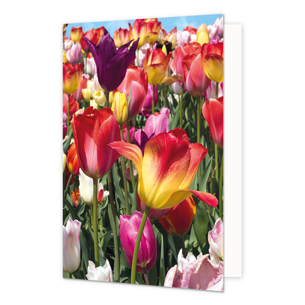 Tulpenveld - Formaat: Standaard - Vorm: Staand - Blanco kaart - Op deze wenskaart staat een tulpenveld met tulpen in de kleuren roze, rood, geel en paars. - Snelwenskaart